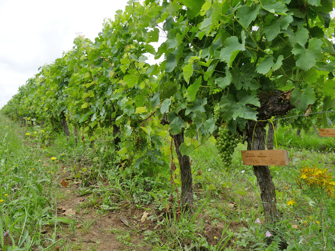 Виноградник на урожай